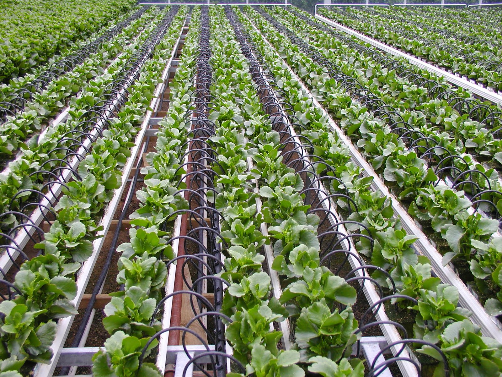 Drip irrigation system delivering water directly to the roots of plants, conserving water in an organic farm.