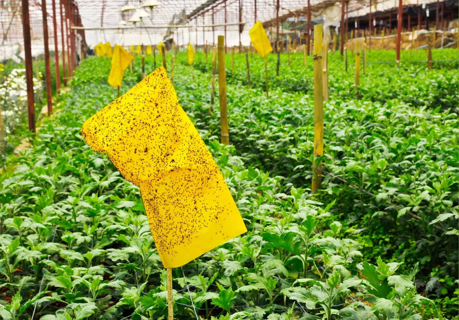 A farmer monitoring crop health and using integrated pest management to control pests without synthetic pesticides.