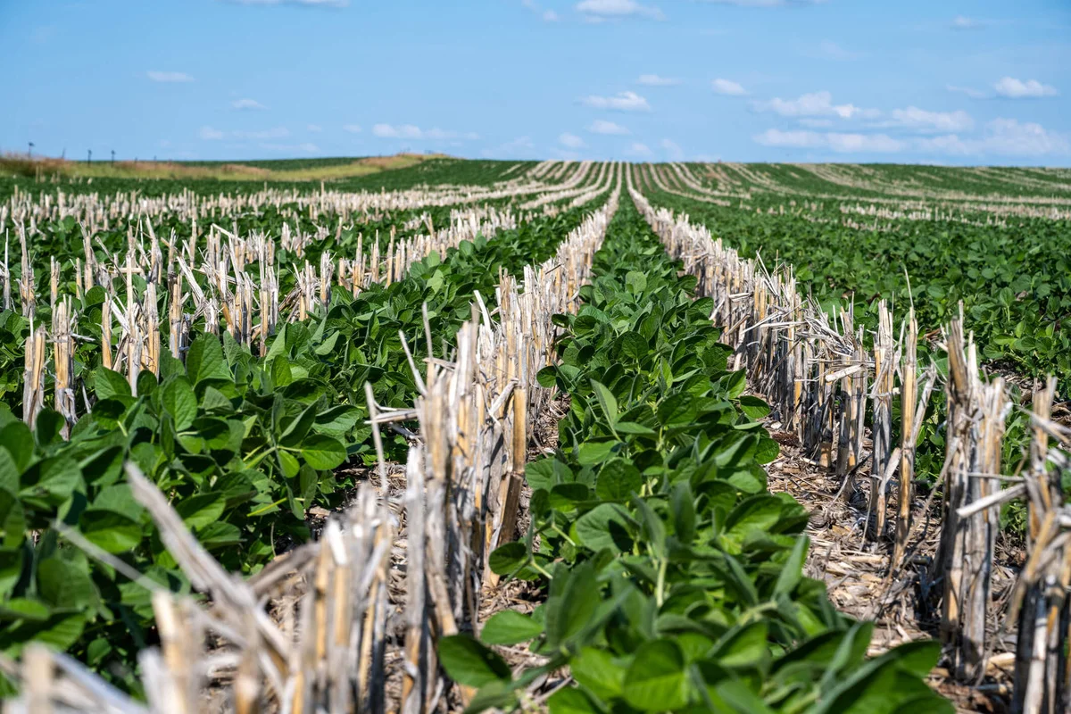 No-till farming field with cover crops growing, showing soil undisturbed and rich in organic matter.