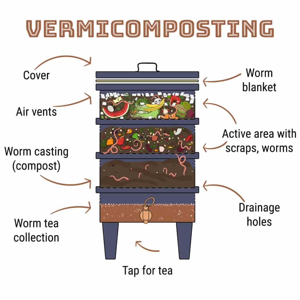 Diagram showing the stages of vermicomposting, from organic waste to finished compost.