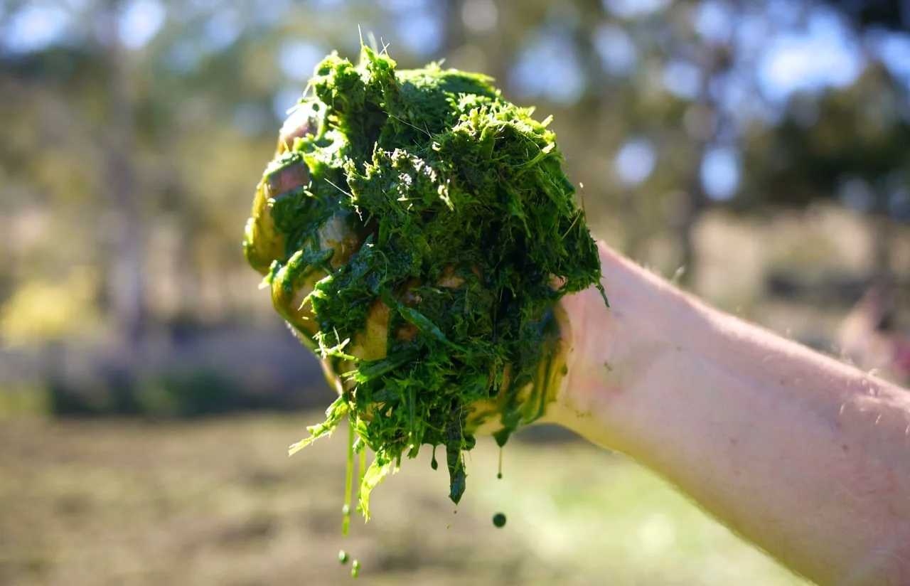 green-manures