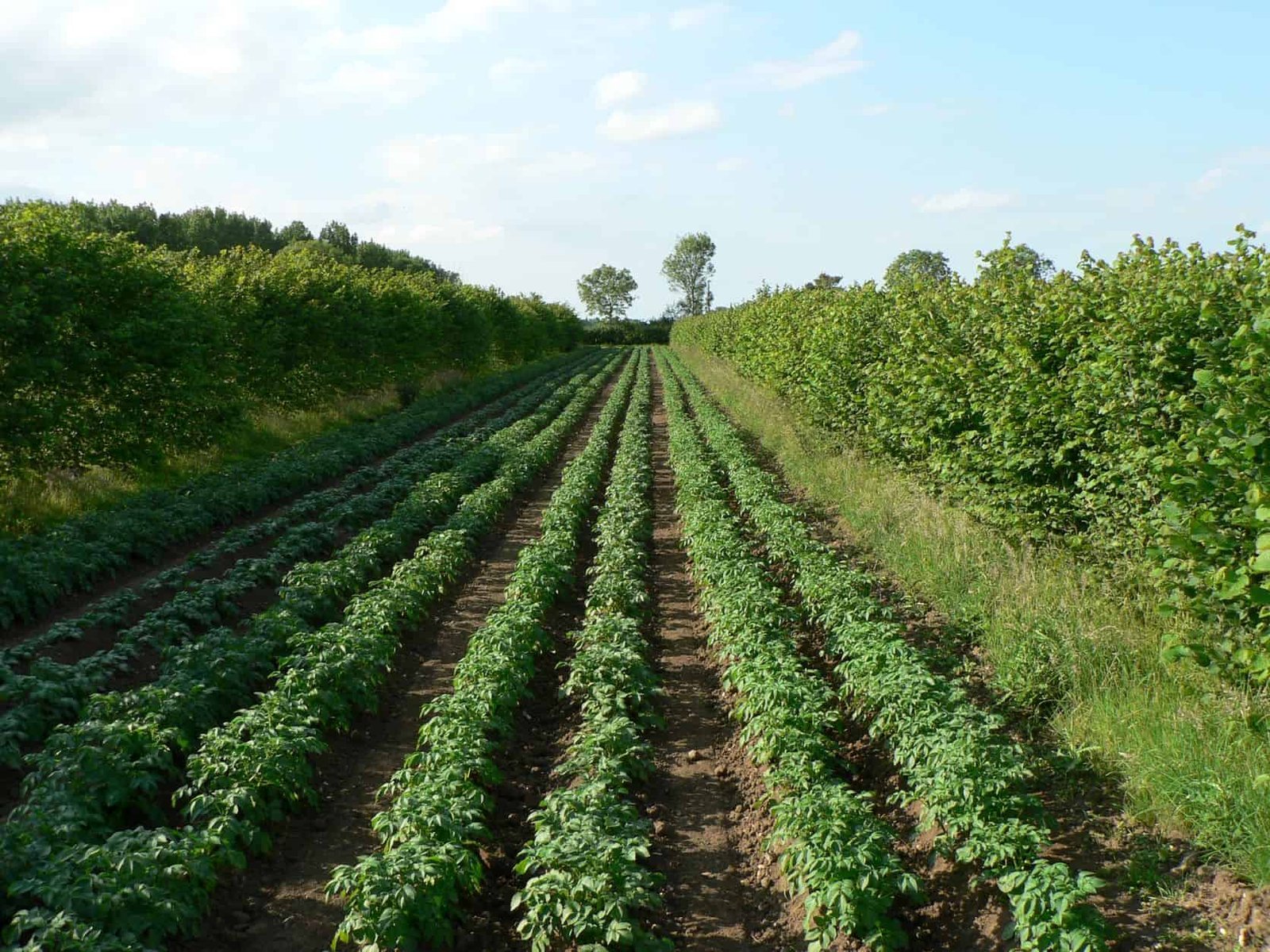 A farm practicing alley cropping