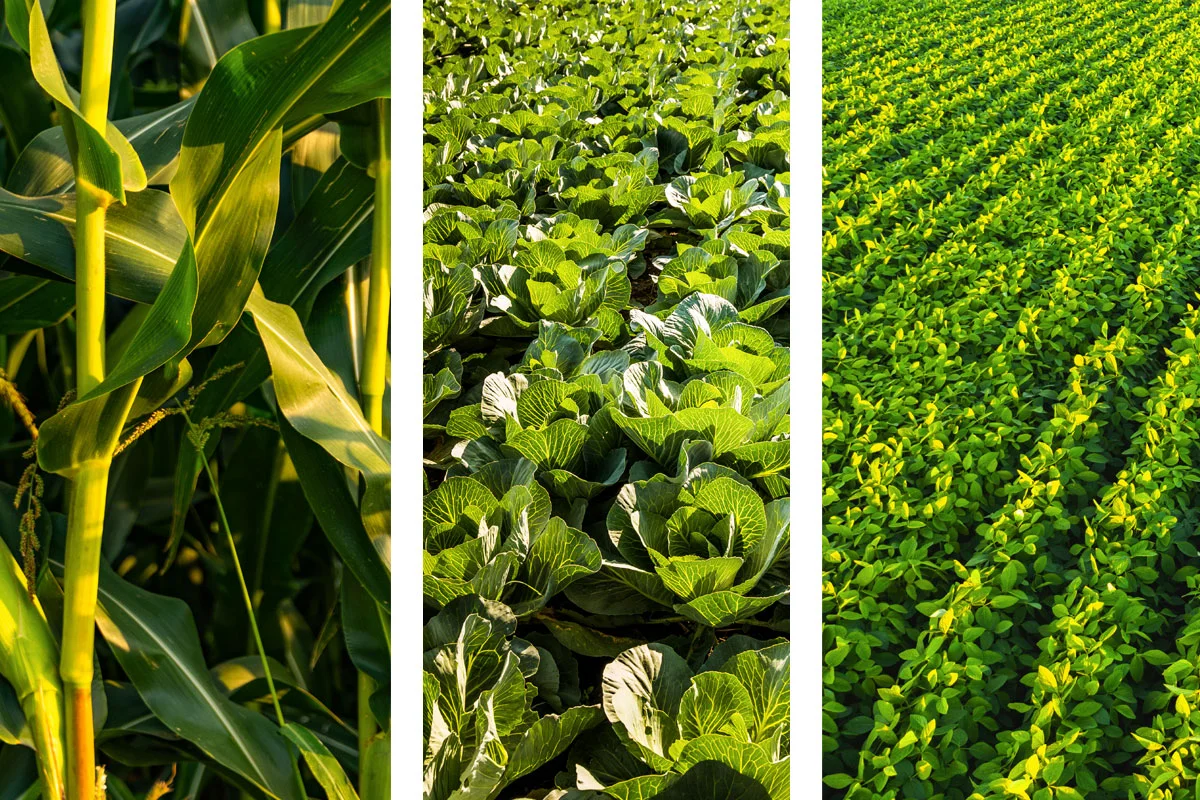 Crop Diversification