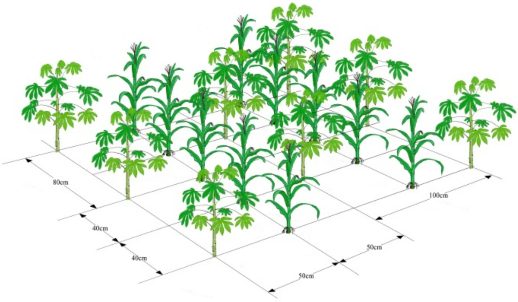 Diagram illustrating crop combinations