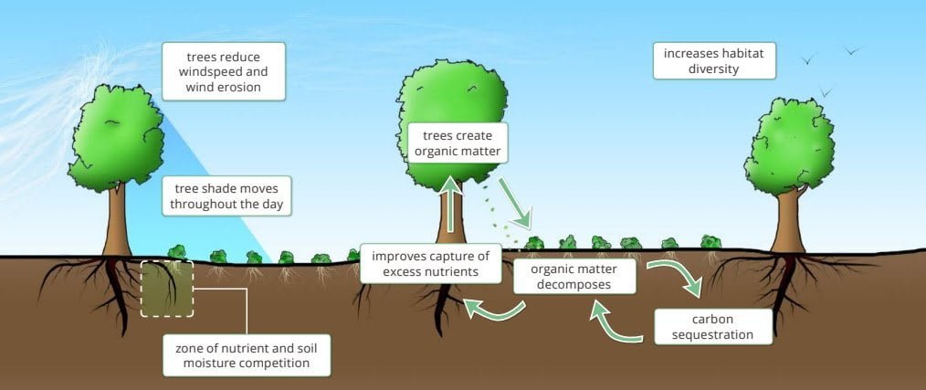Diagram illustrating alley cropping with trees planted in rows and crops growing in the alleys between them.