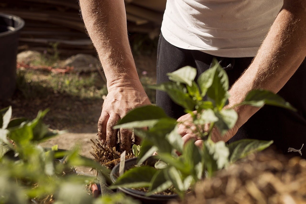a nitrogen-fixing green manure crop, to enhance soil fertility