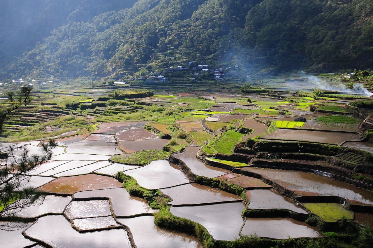 Organic rice farming in Assam, Northeast India.