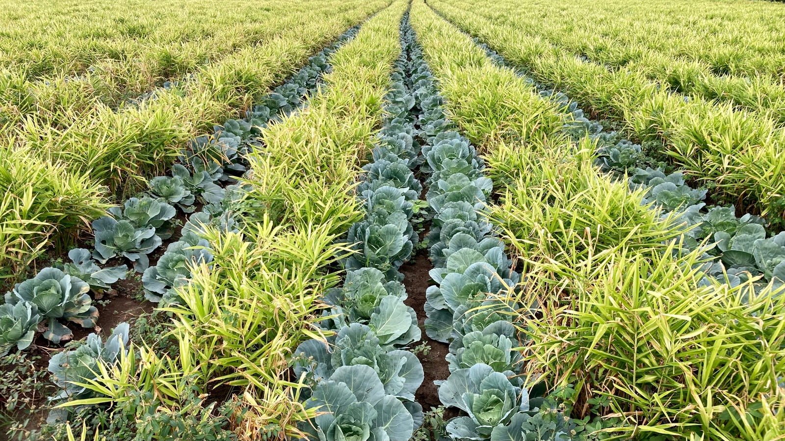 A farm practicing intercropping