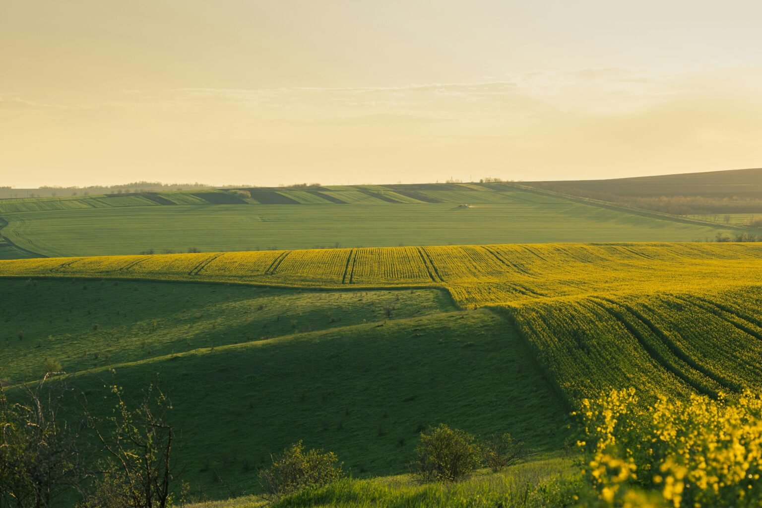 Natural Farming Vs Organic Farming: Understanding 5 Key Differences In ...