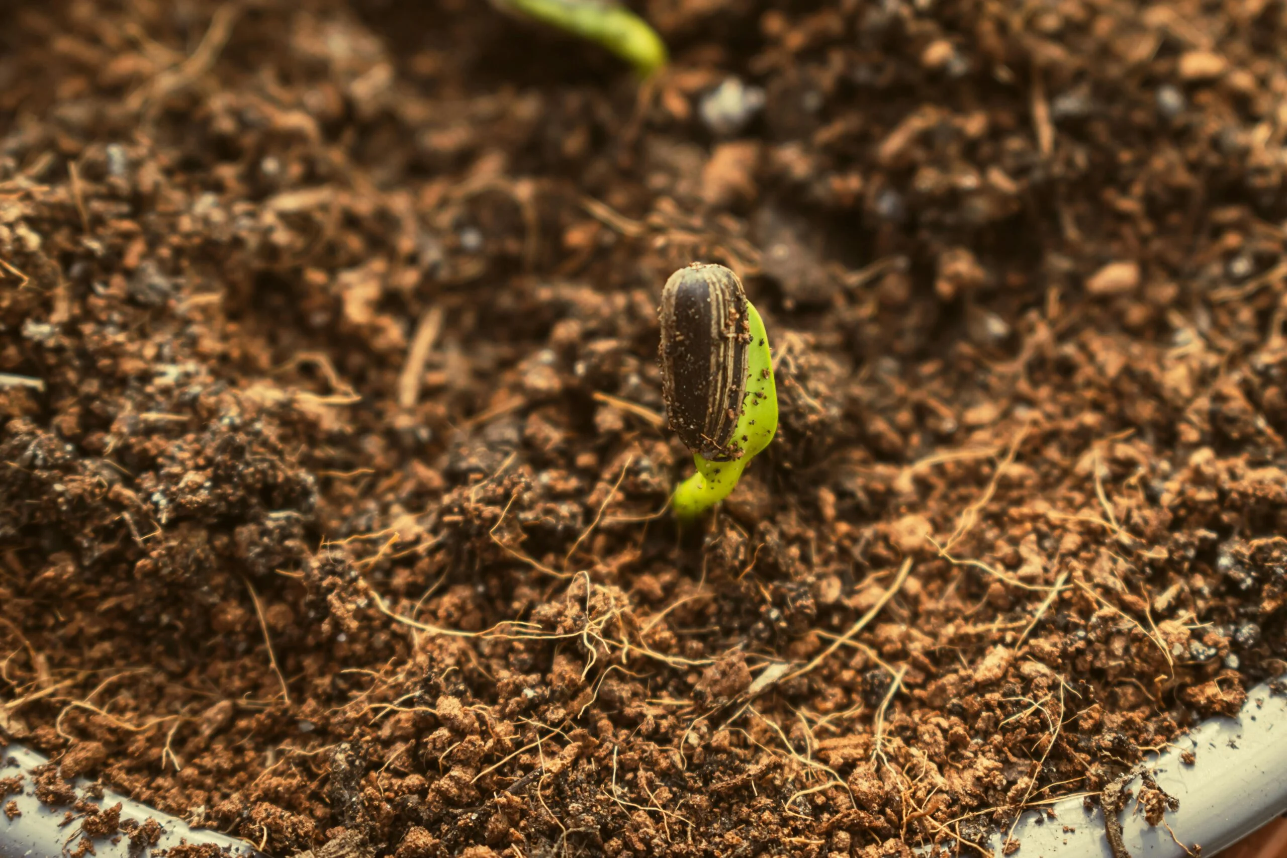 Organic fertilizers like compost used in sustainable farming
