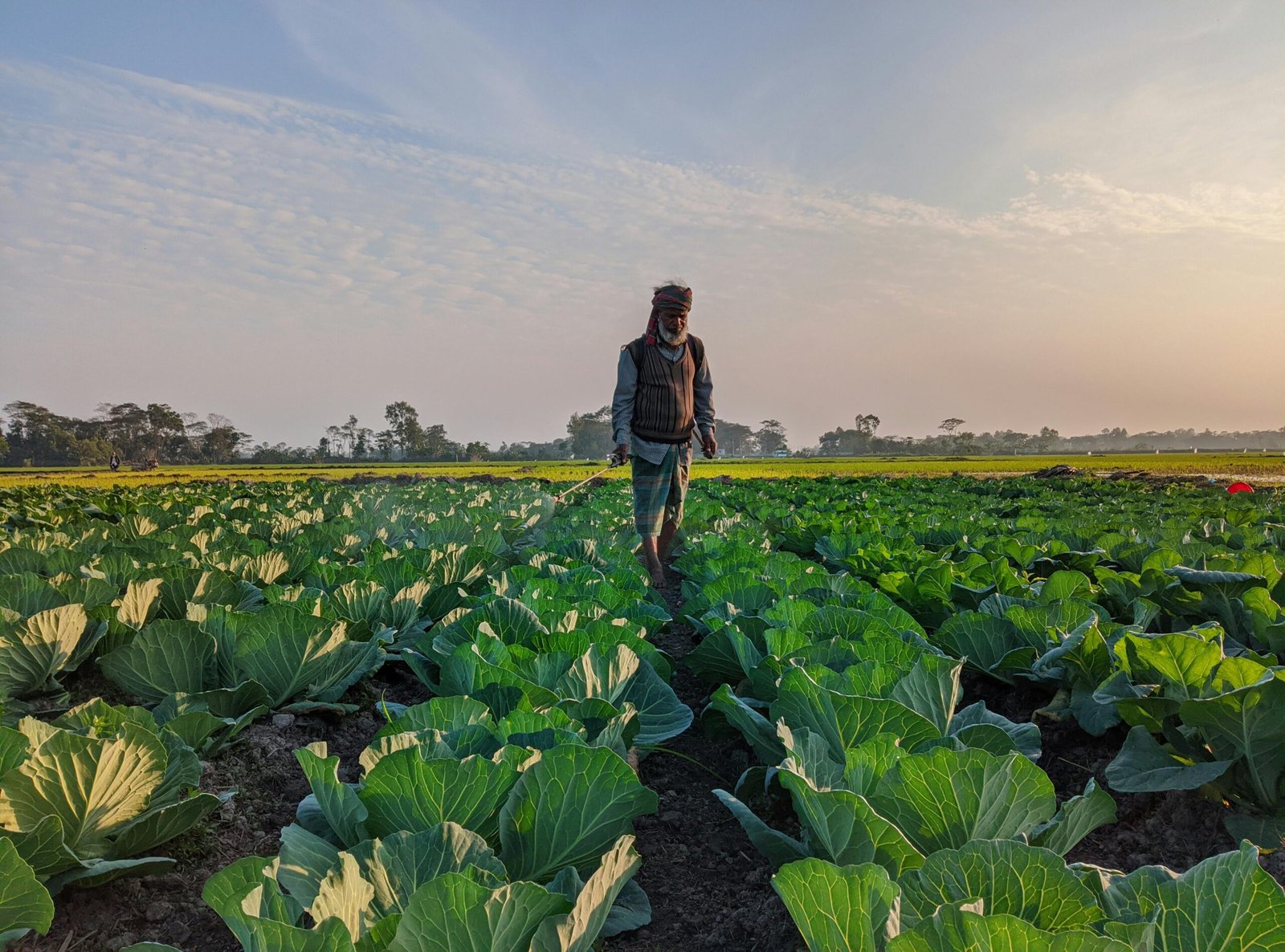 Crop rotation and companion planting as key principles of organic farming