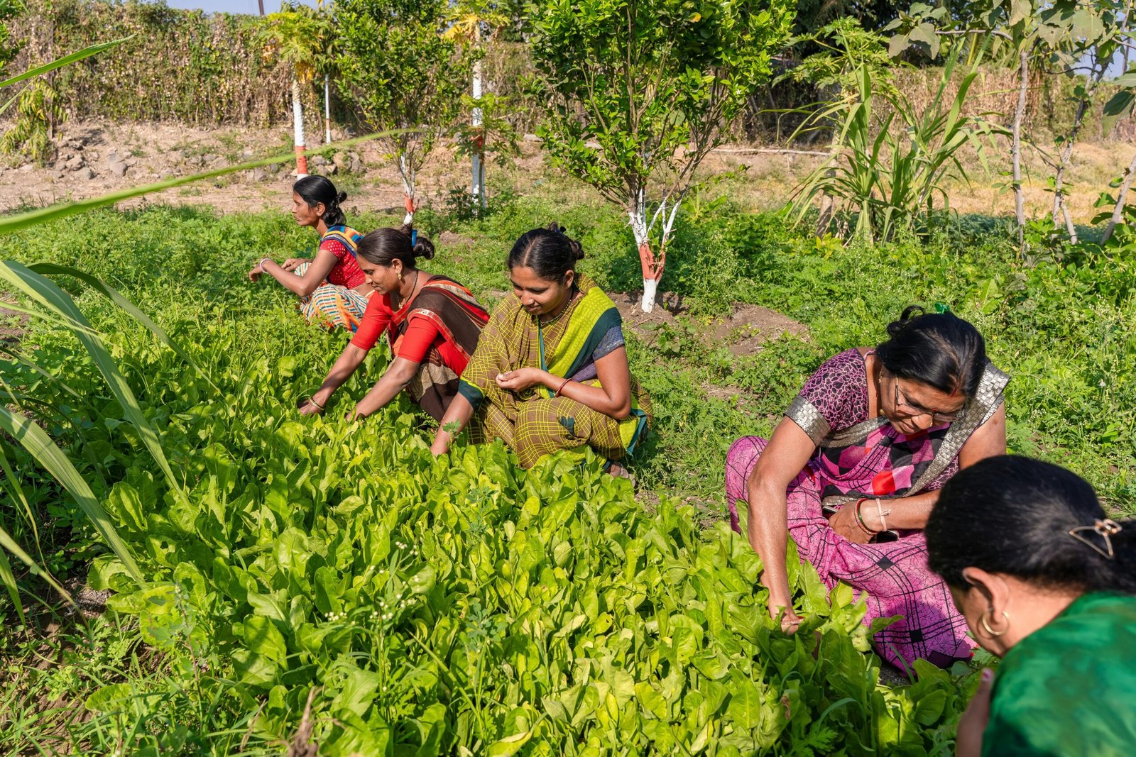 Organic farming principles promoting biodiversity and natural ecosystems