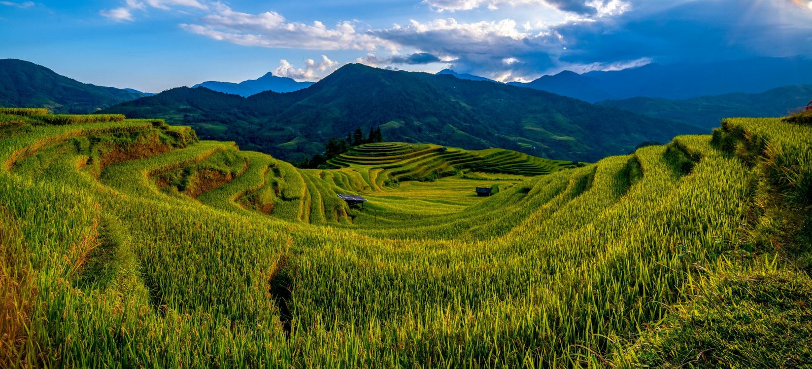 A lush organic rice paddy in Assam