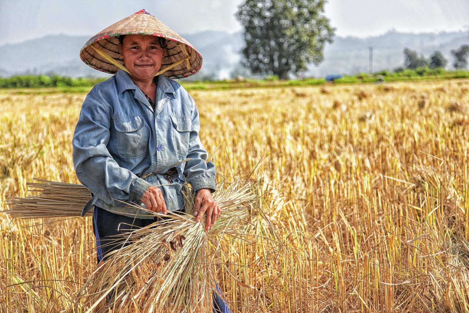 Organic farming methods in Northeast India, focusing on composting and soil health.