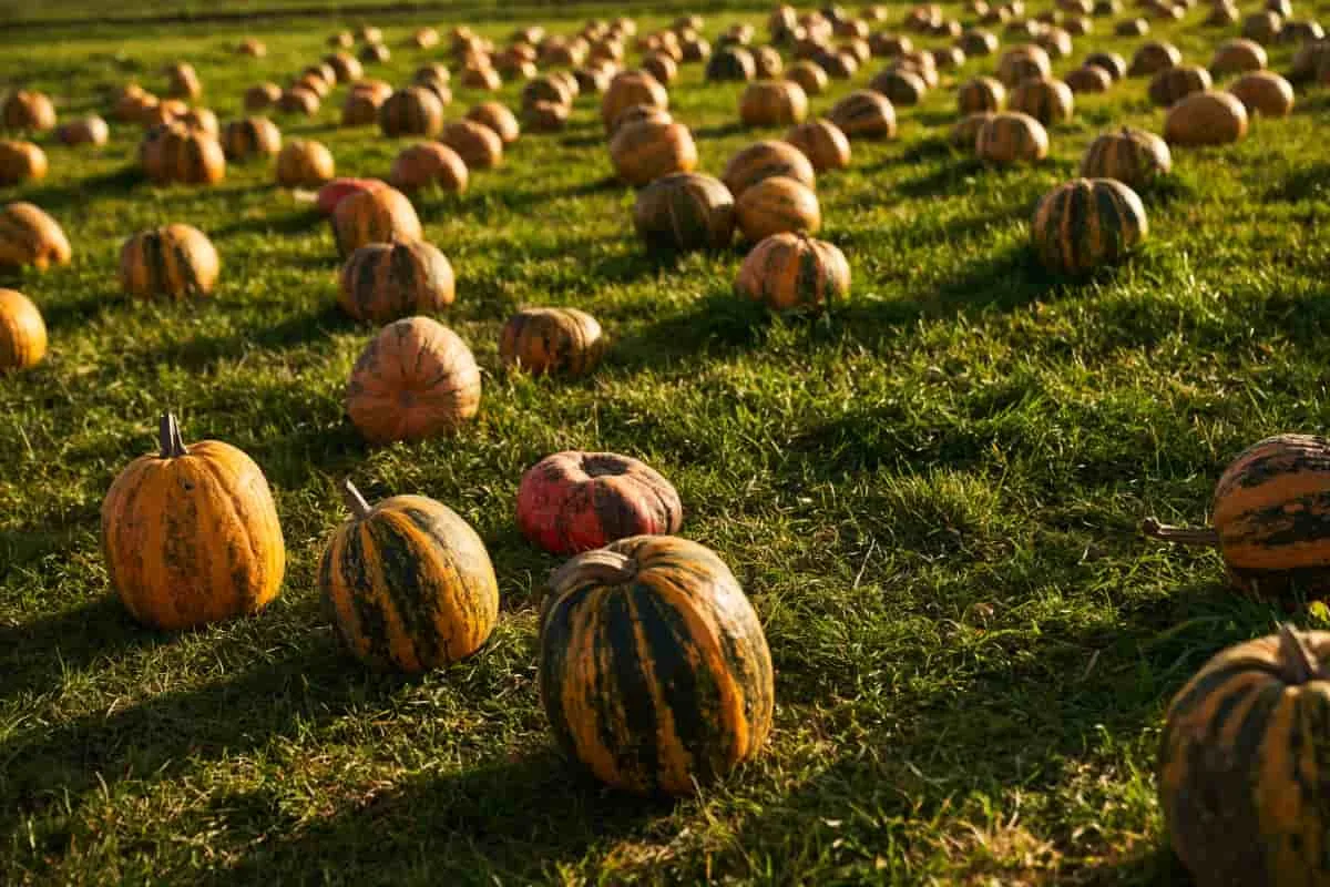 Assam Giant Pumpkin, an organic variety rich in vitamins, grown in the fertile soils of Assam.