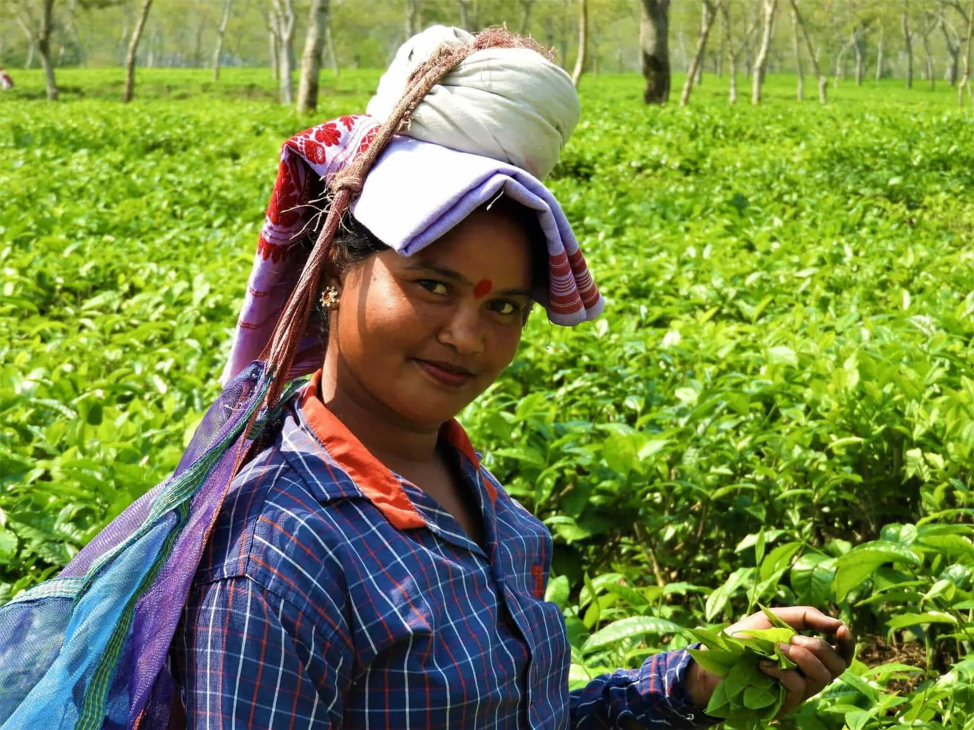 Assam tea workers handpicking fresh tea leaves in a lush plantation.
