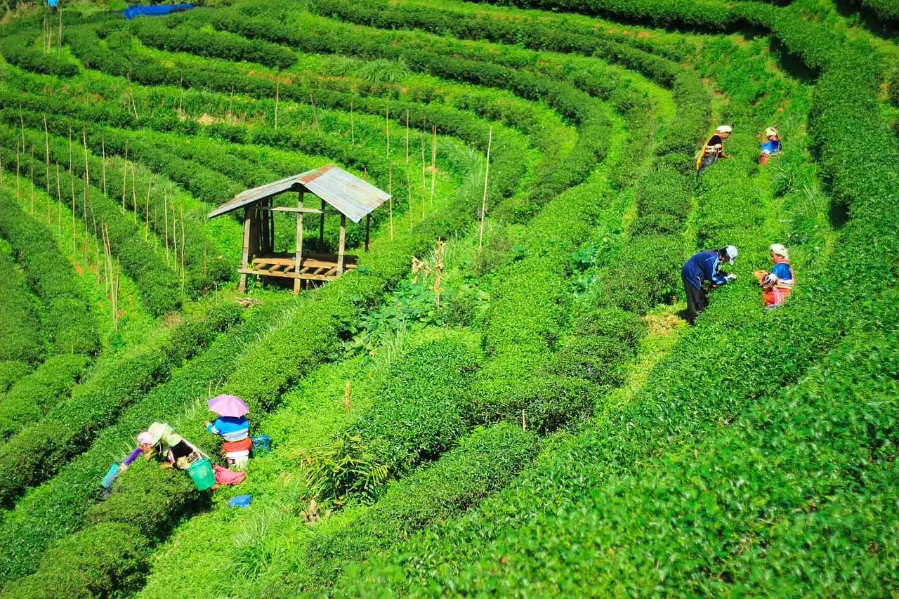 Organic farming practices in an Assam black tea plantation with natural mulching.