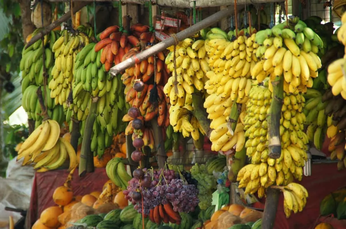 A farmer in Assam showcasing a bunch of ripe bananas
