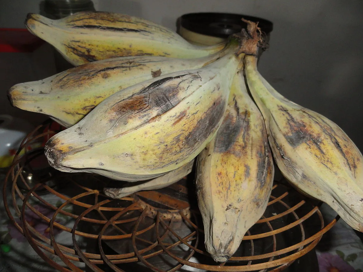 Bhim Kol bananas from Assam, a nutrient-rich organic variety known for its unique flavor.