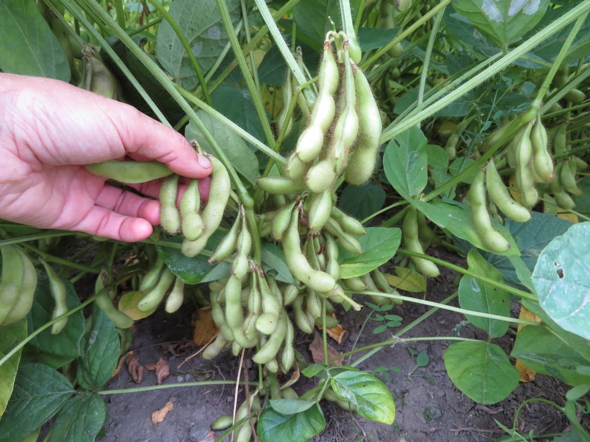 A thriving black soybean field in Northeast India, ready for harvest.