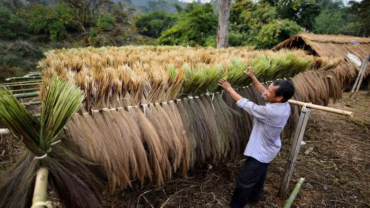 Brooms made from broom grass, displayed at a local market in Assam.