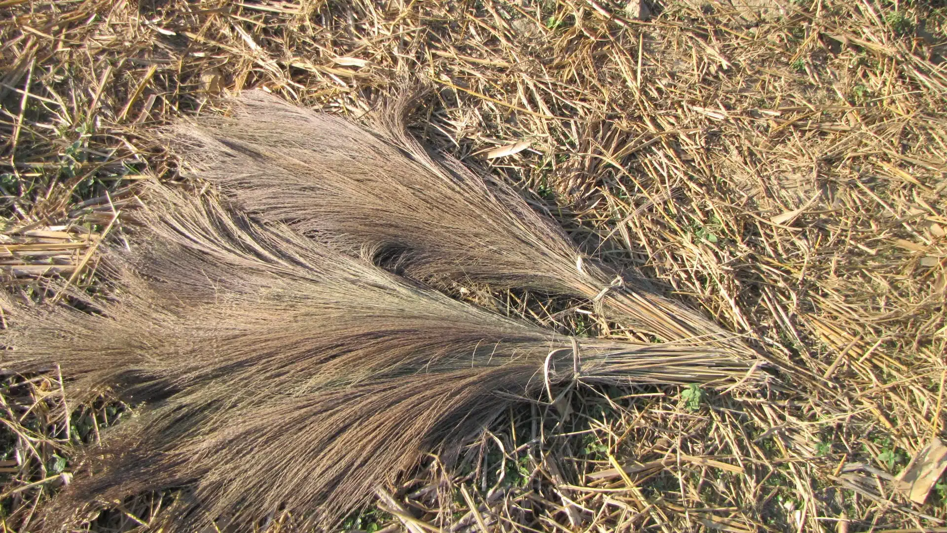 Brooms made from broom grass