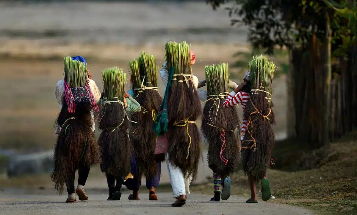 farmers in Meghalaya holding freshly harvested broom grass, a staple crop in the region.