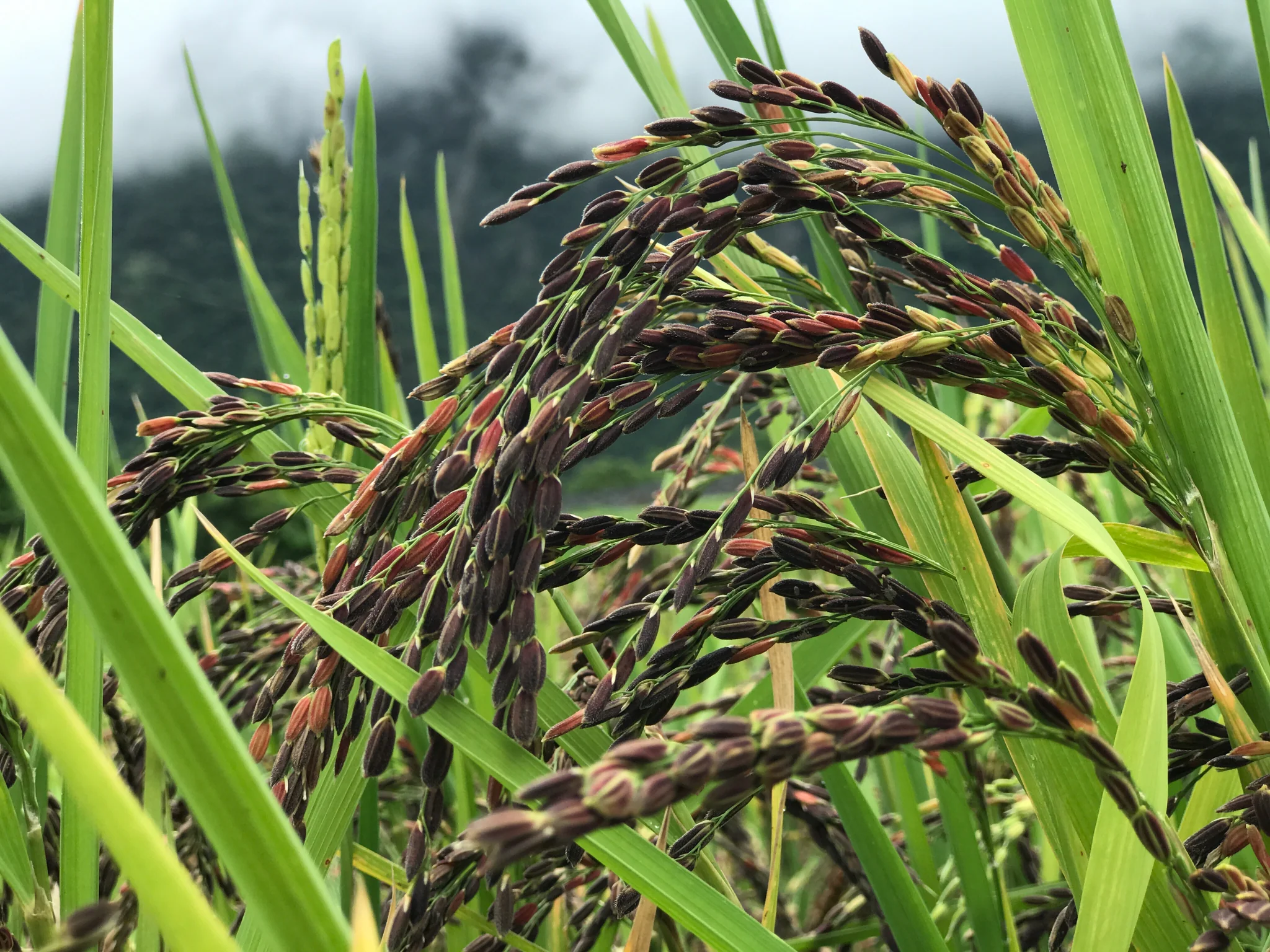 Farmers in Manipur harvesting Chakhao black rice