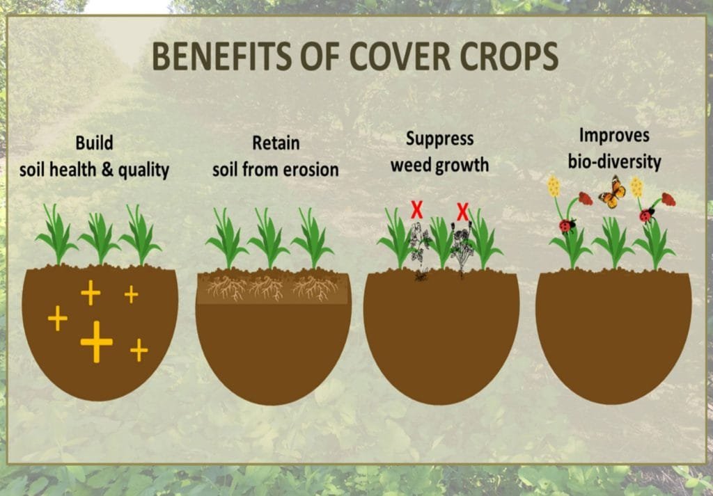 Diagram illustrating benefits of cover cropping
