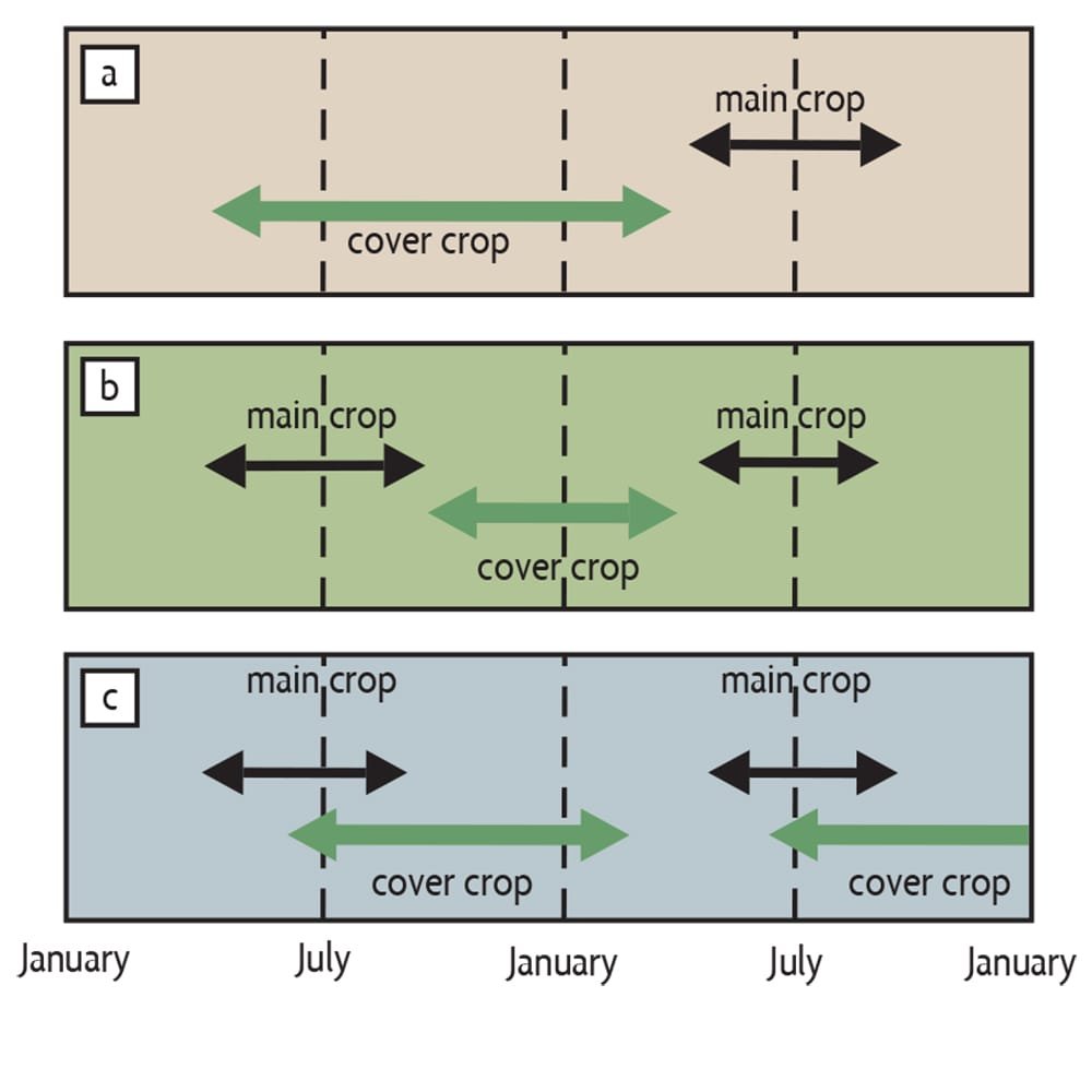 Diagram illustrating common cover crops in India