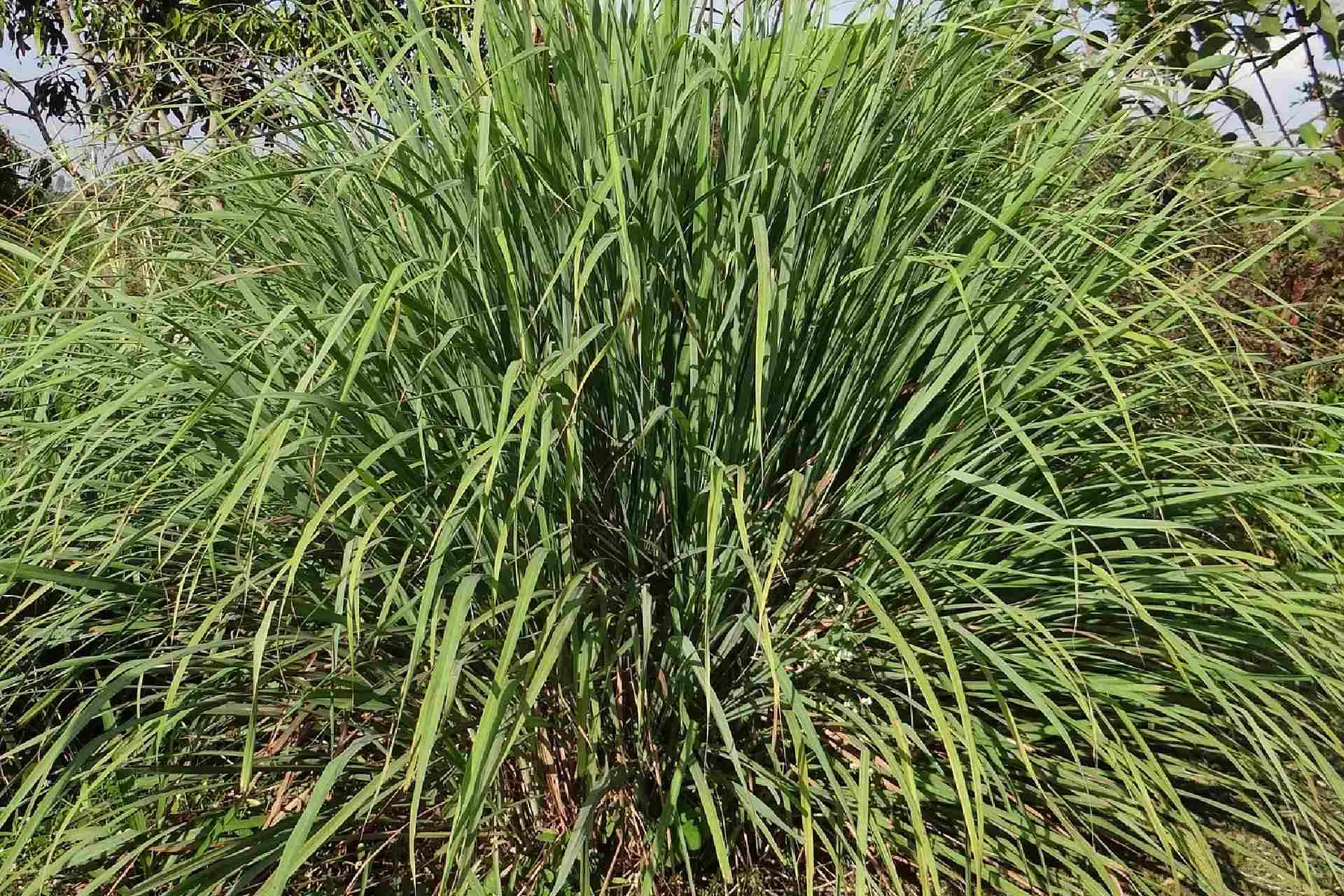 East Indian Lemon Grass, organically grown in Assam, used for herbal teas and essential oils.