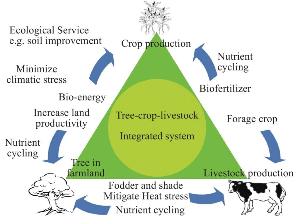 Diagram illustrating how livestock and crops interact in an integrated farming system, benefiting both soil and animals.