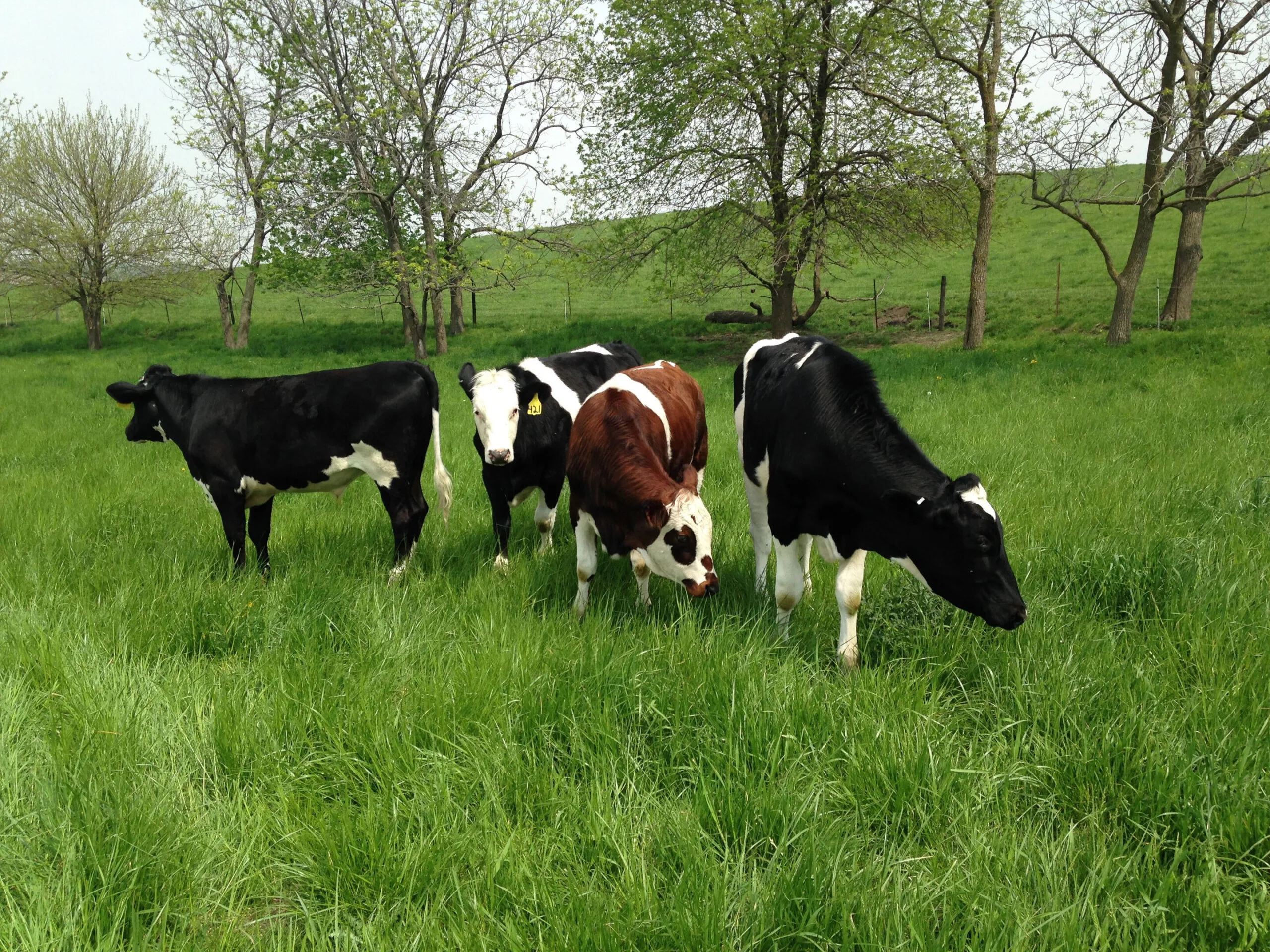 Livestock grazing on crop residues after harvest, showcasing the integration of livestock and crops for sustainable farming