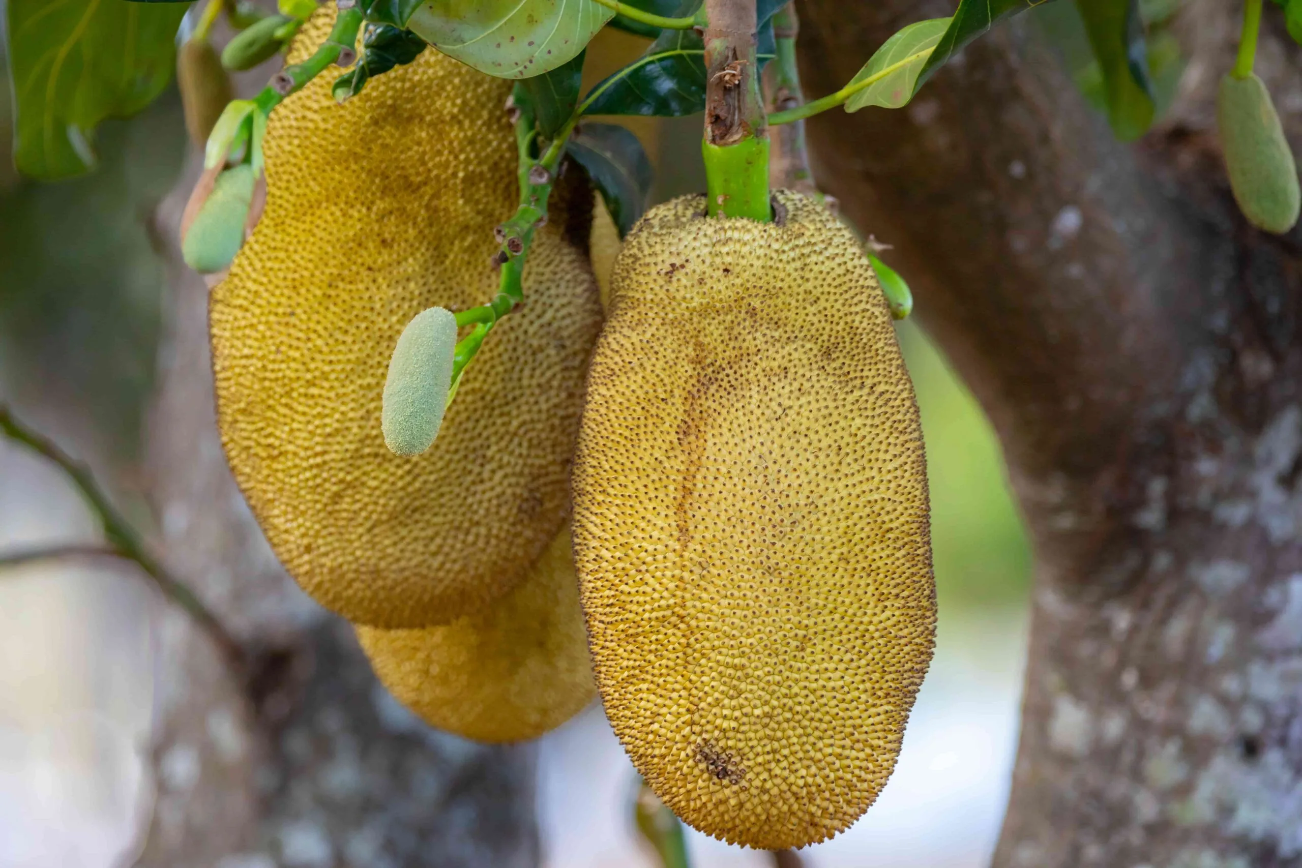 Khasi Jackfruit from Meghalaya, a fibrous and sweet fruit grown organically, popular in plant-based diets.