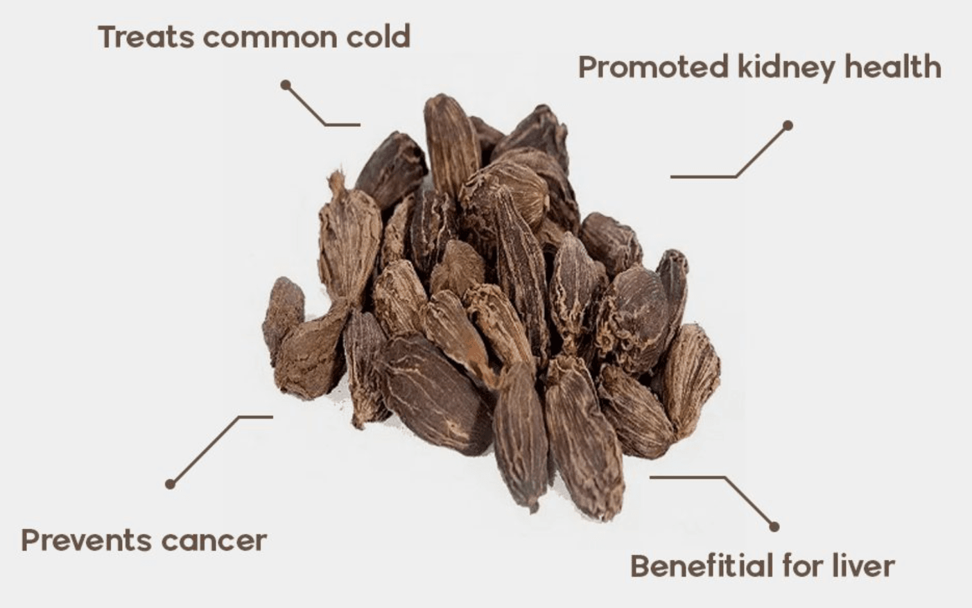 Showing the benefits of large cardamom