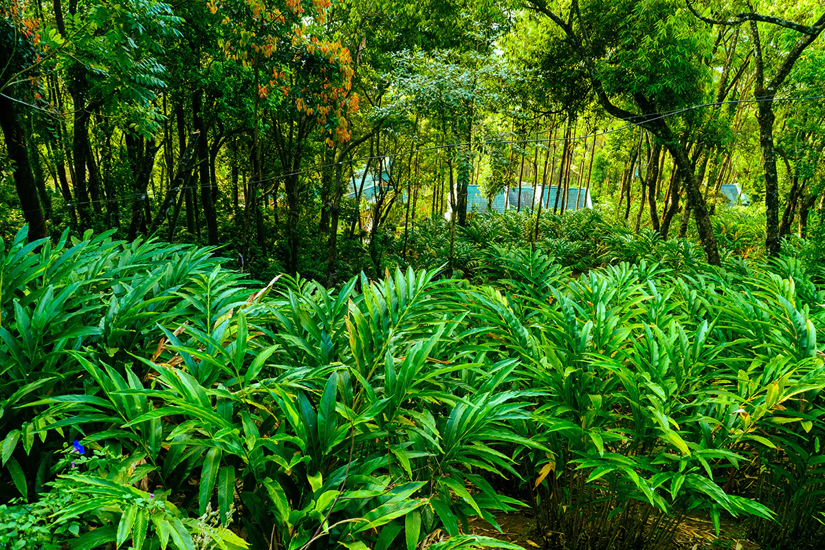 A farmer in Sikkim cultivating large cardamom under shaded forest canopy for organic growth.