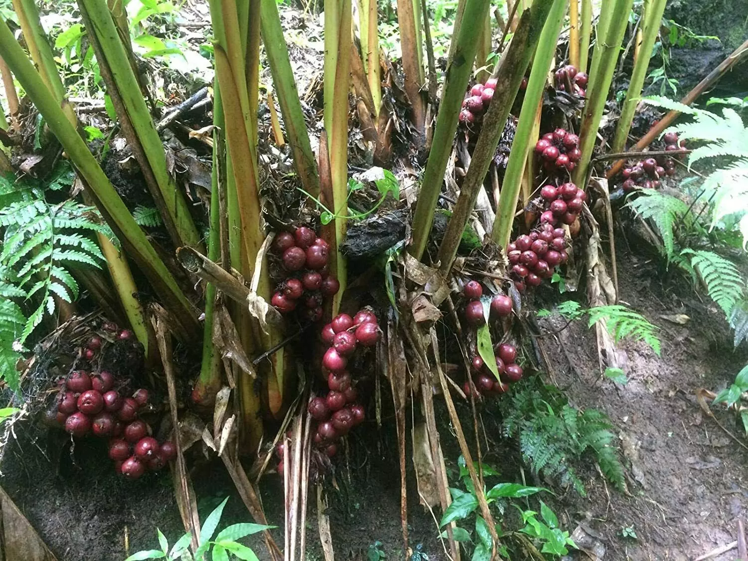 Organic Badi Elaichi plantation in northeast India