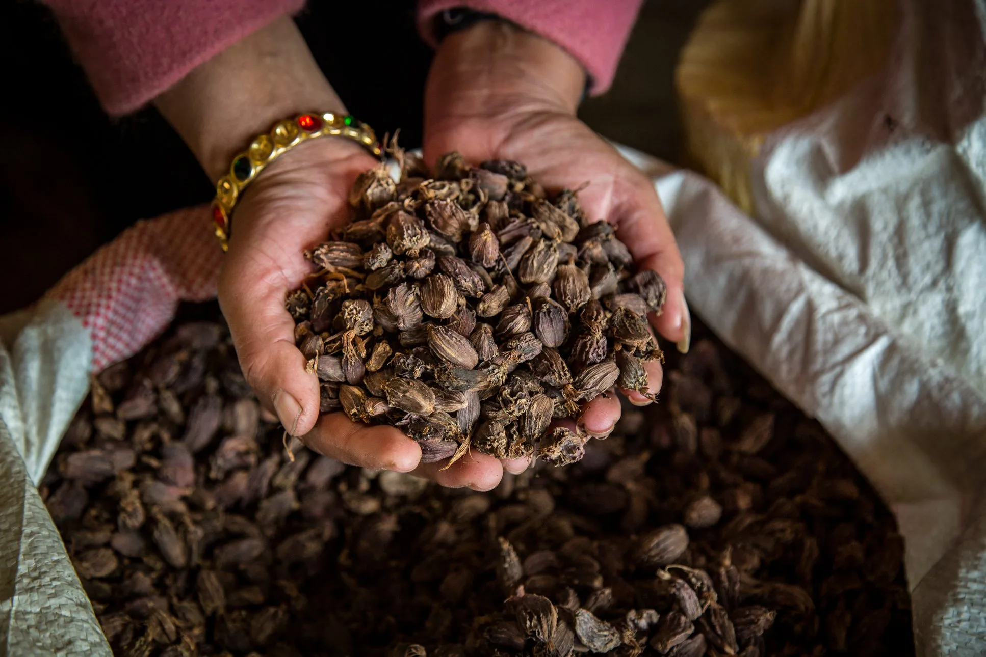 Organic large cardamom pods from the hills of Sikkim, valued for their aromatic flavor.