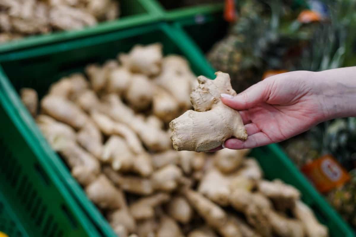 Small-scale farmers in Northeast India cultivating organic ginger for local and global markets.