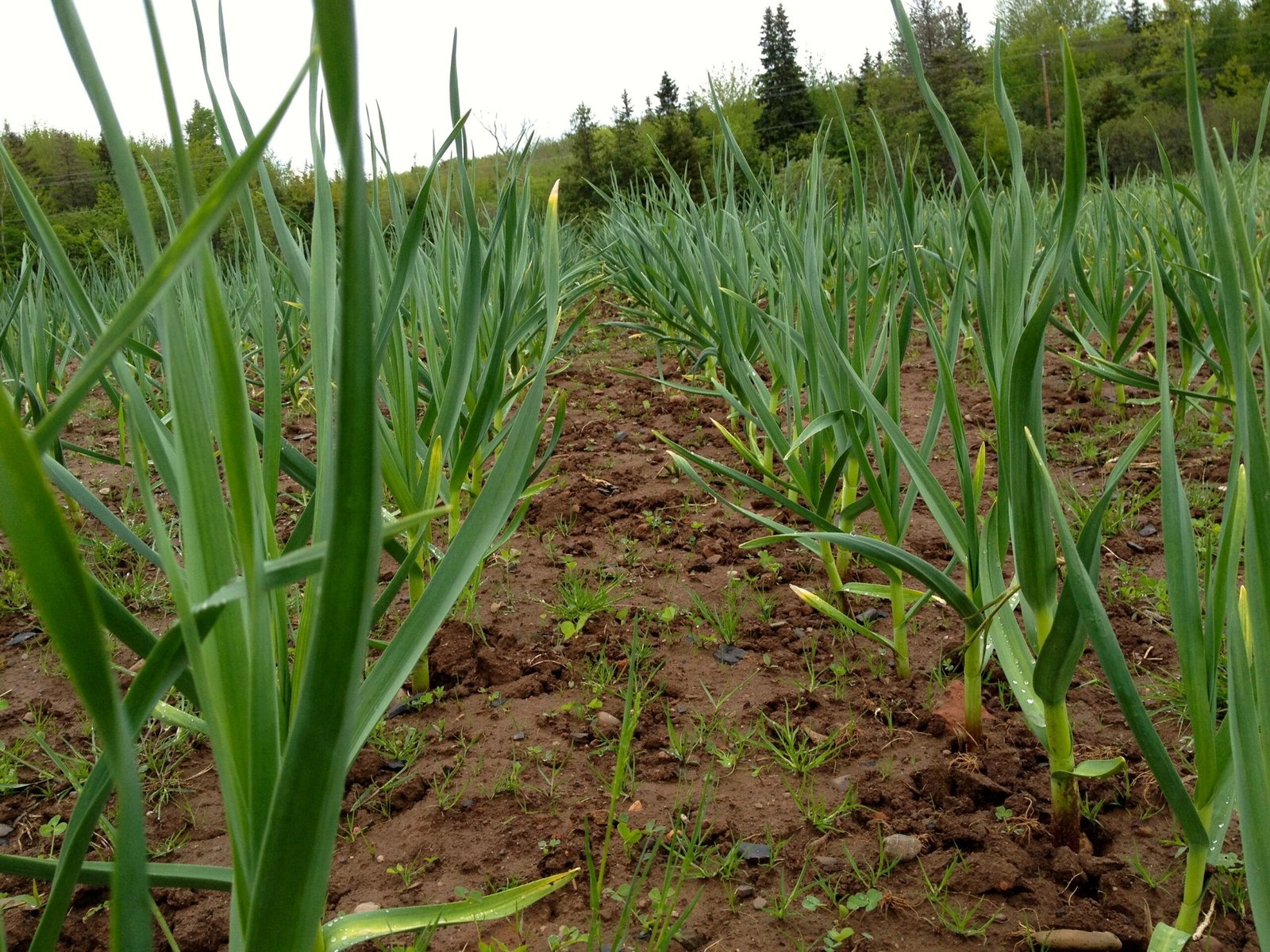 Northeast Indian ginger farmers face challenges in accessing markets and infrastructure despite growing demand.