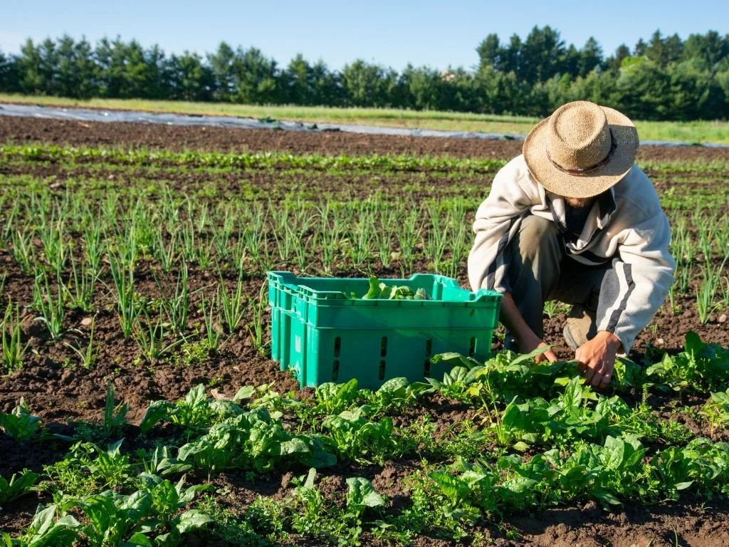 Farmer farming Organic crops in northeast India