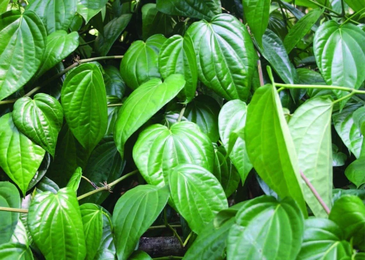 Sanchi Betel leaf from Assam, a medicinal and cultural plant grown using organic farming methods.