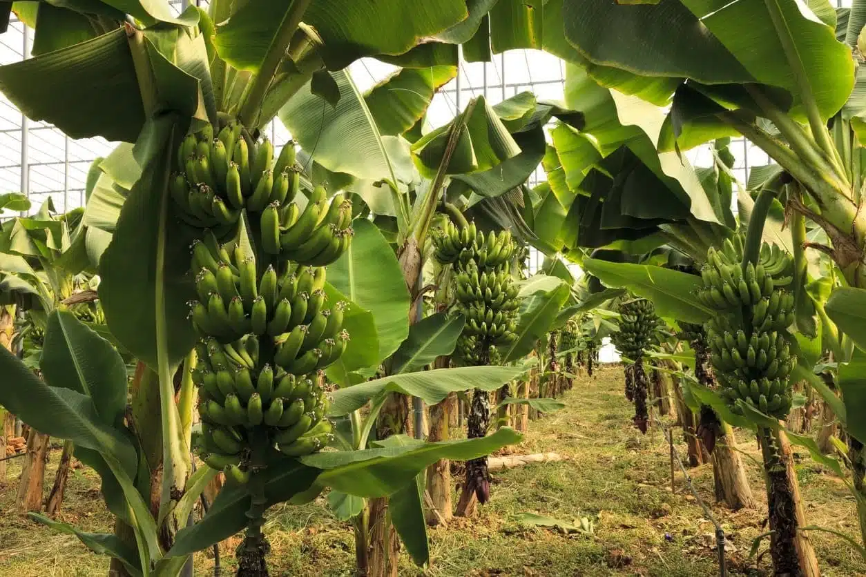 Fresh Bhimkol bananas being harvested in the lush green fields of Assam.