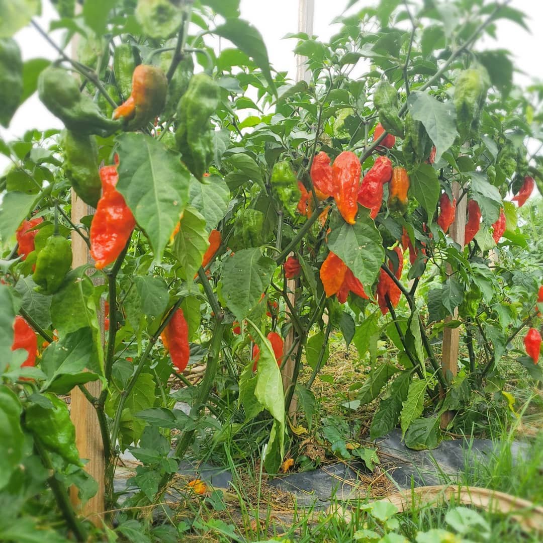 Close-up of a Bhut Jolokia chili plant in full bloom in Northeast India.
