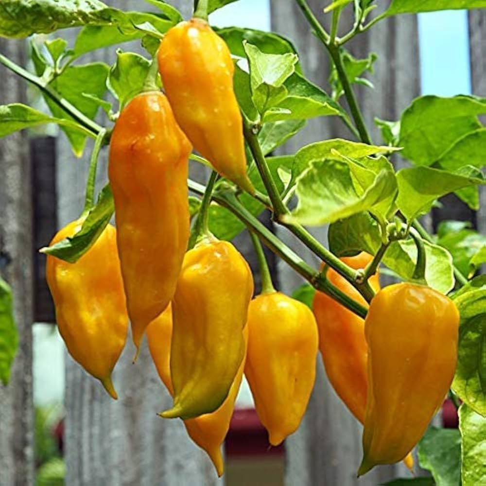Fresh Bhut Jolokia peppers rich in vitamins, capsaicin, and antioxidants, ready for culinary and medicinal uses.