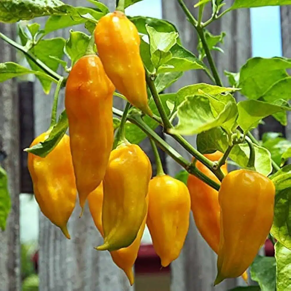 Fresh Bhut Jolokia peppers rich in vitamins, capsaicin, and antioxidants, ready for culinary and medicinal uses.