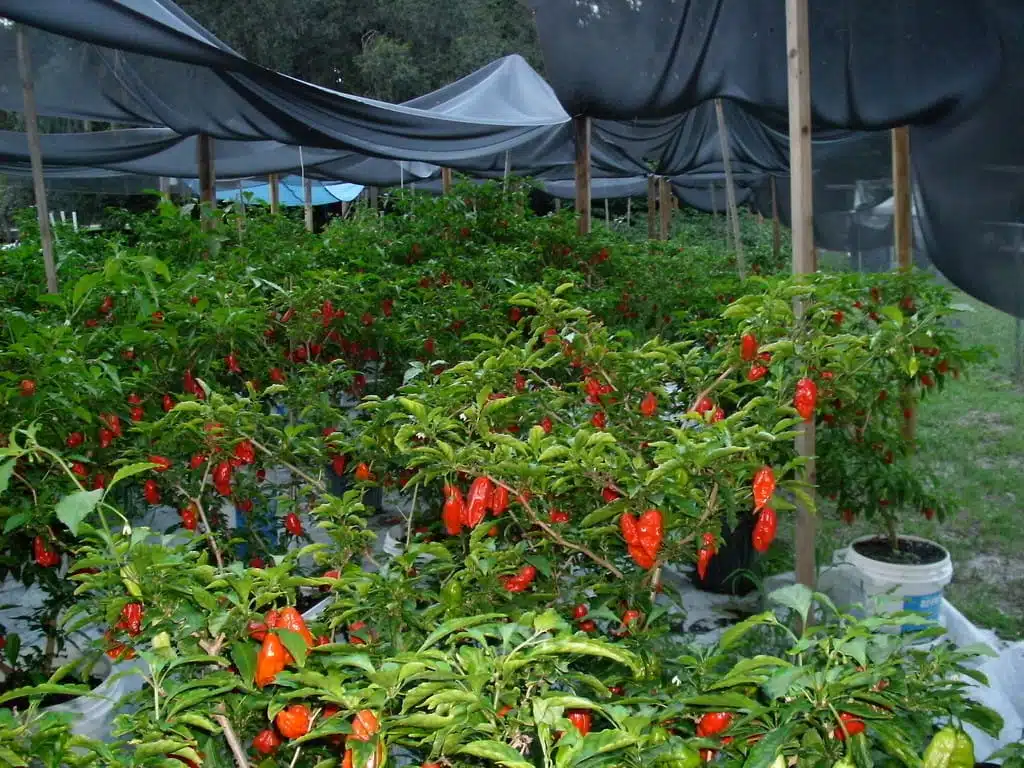 A Bhut Jolokia farm tour in Northeast India, introducing tourists to the spicy world of Ghost Pepper farming.